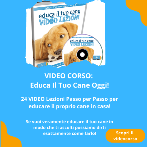 Videocorsi educa il tuo cane banner5x5